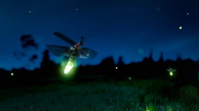 firefly-blog-post