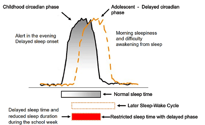childhood-circadian-rhythm-vs-adolescent