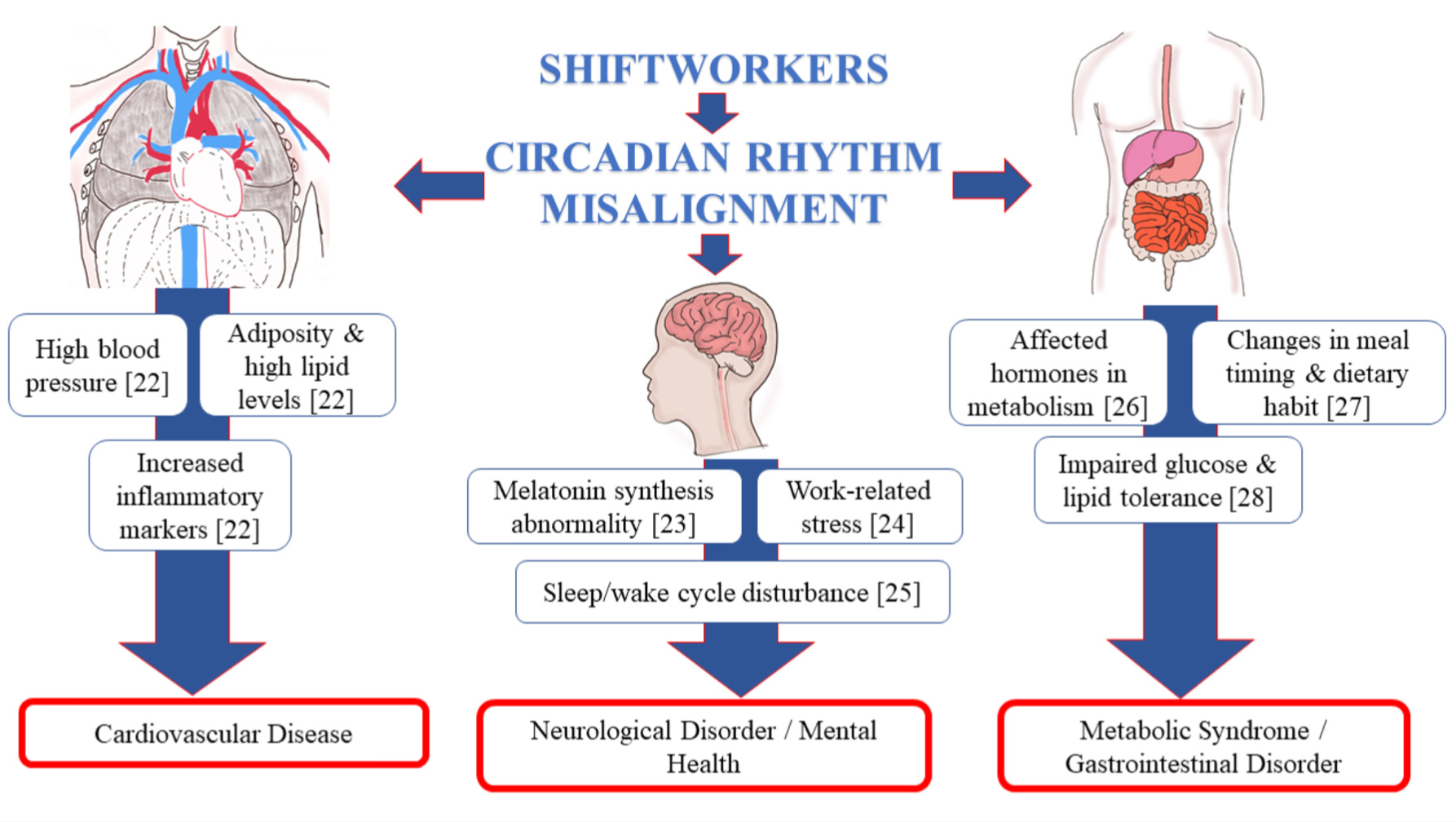 circadian-rhythm-misalignment-in-shift-workers