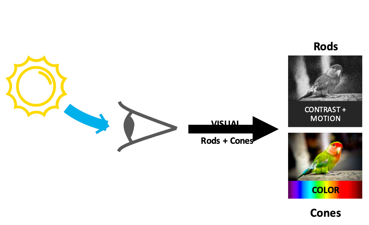 explaining-visual-rods-and-cones