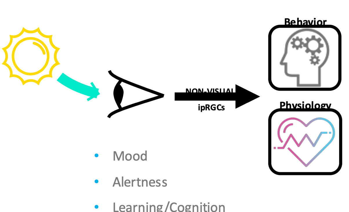 photoreceptors-intrinsically-photosensitive-retinal-ganglion-cells