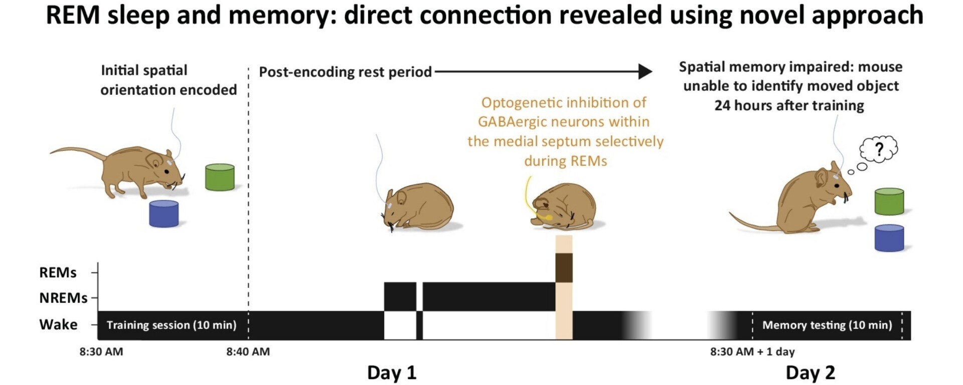 rem-sleeps-connection-with-spatial-memory